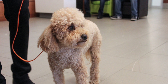 picture of a dog at the paws your stress event at progress campus